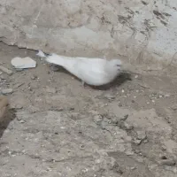 ساده هف رنگ.افغونی.زردکرمونی کاکل