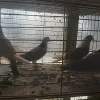 دمگیروتهرونی|پرنده|اصفهان, ارغوانیه|دیوار