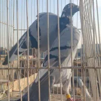 صید شب|پرنده|مشهد, نظام دوست|دیوار