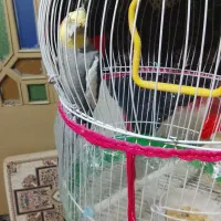 پرنده عروس هلندی|پرنده|قائم‌شهر, |دیوار