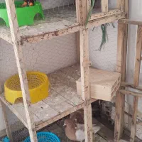 نر سرخ لون پنجه گیر