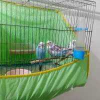 انتقال سرپرستی عروس هلندی ومرغ عشق مولد آماده تخم|پرنده|سلطانیه, |دیوار