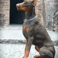 دابرمن رنگ بولو توله کن کورسو بولو و روت آمریکن|سگ|تهران, آبشار تهران (دریاچه)|دیوار