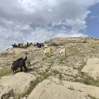 کهره وبره نر