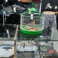 دو عدد سهرخاکی