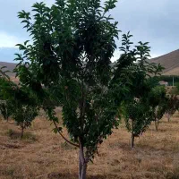 باغچه ۲۰۰۰مترمربع