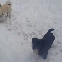 واگذاری توله پا کوتاه|سگ|تهران, خلیج فارس|دیوار