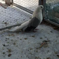 دوکت جیرفتی