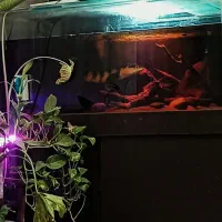 چانا وارداتی ۶۰ سانت