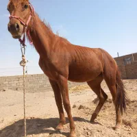 مادیان دونیم سال فروشی