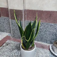 گل سانسوریا