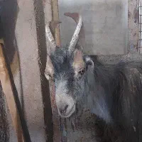 دوبر،چپش ،جلو رو
