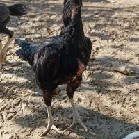 تخم مرغ نطفه دار لاری|حیوانات مزرعه|کرج, پیشاهنگی|دیوار