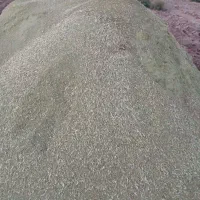 خار شتر نرم ودانه دار