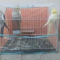 عروس هلندی