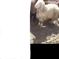 بره ماده تقلی ابستن