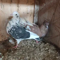 کبوتر پرشی تعداد|پرنده|قائم‌شهر, |دیوار