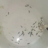 شریمپ