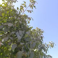 گردوکهمان