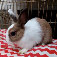 خرگوش توله دختروپسرقیمت از یک وپانصدتومن