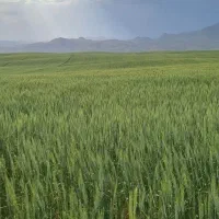 بذرگندم|حراج|سنقر, |دیوار