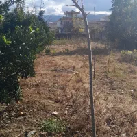 زمین-بافت-زراعی-دو-کله