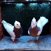 کفتر طوقی|پرنده|تهران, امام زاده حسن|دیوار