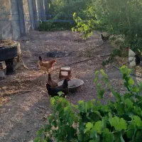 خانه ویلایی700متر