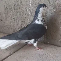 کفتر ساده و میولمنز