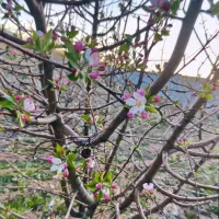 زمین باغ شهری دالین