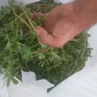 سبزی خلفه تازه امروزی