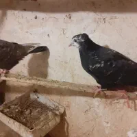 کبوتر|پرنده|ورامین, شهرک مدرس|دیوار