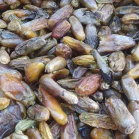 مگ و ضایعات خرما