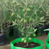 فروش نهال گردو ژنوتیپ|خدمات باغبانی و درختکاری|اردبیل, |دیوار