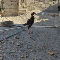 جوجه خروس لاری اصیل|حیوانات مزرعه|سراوان, |دیوار