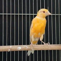 قناری موزاییکی اورجینال و طلایی چشم قرمز|پرنده|شیراز, صاحب الزمان|دیوار