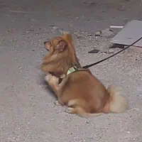 سگ پامرخرسی|حیوانات|اهواز, شهرک رزمندگان|دیوار