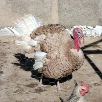 بوقلمون نر محلی