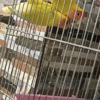 یک جفت کوتوله مولد نژاد فیشر