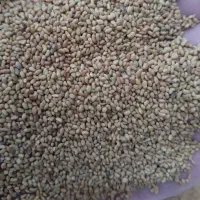 تخم ( بذر) یونجه|خدمات باغبانی و درختکاری|کوهرنگ, |دیوار