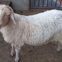 گوسفند بره لاکن