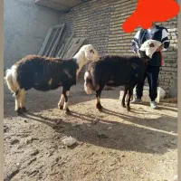 قوچ پلنگی میش بز بره غزل افشار مهربانی