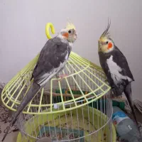 ۲تا عروس دستی