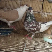 ساده کاکولی رنگه المانی