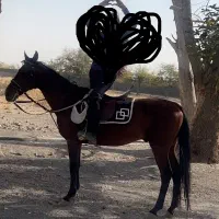 فروش و اجاره اسب ساعتی،روزانه جهت عکاسی،سوارکاری|اسب و تجهیزات اسبسواری|شاندیز, |دیوار