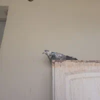 ماده کلاقی  شکار