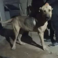 آگهی بخون|سگ|بهبهان, |دیوار