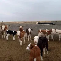 قطبه گوساله‌ سمینتال|حیوانات مزرعه|مرودشت, رودبال|دیوار