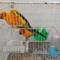 طوطی خورشیدی