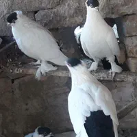 کبوتر تزئینی